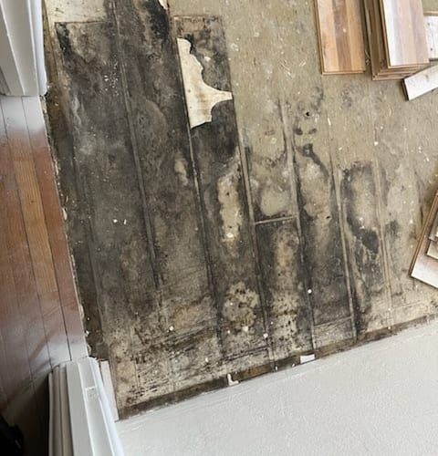 Mold remediation technician treating affected area